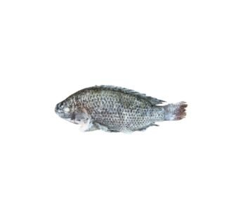 Tilapia Fish 1LB