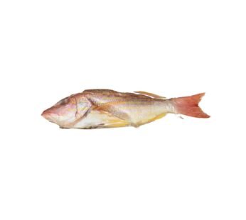 Snapper Fish 1LB