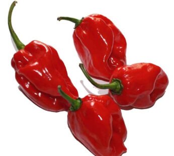 Habanero Red Pepper 1LB