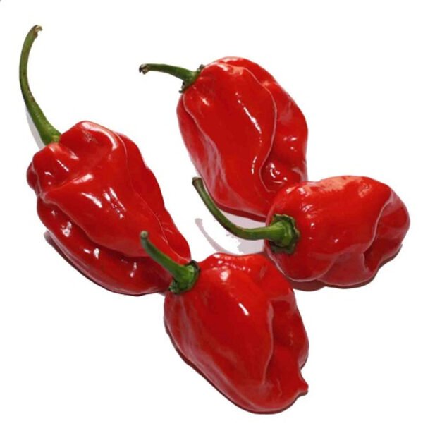 Habanero Red Pepper 1LB