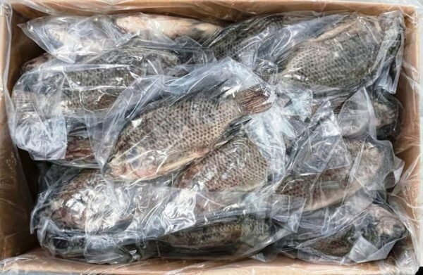 Box of Tilapia Fish